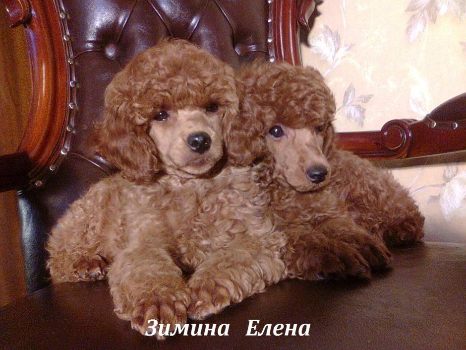 Карликовый пудель красного окраса