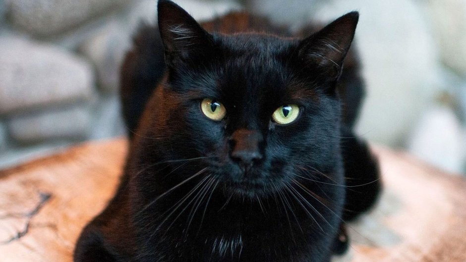 Бельгийский кот черный цена