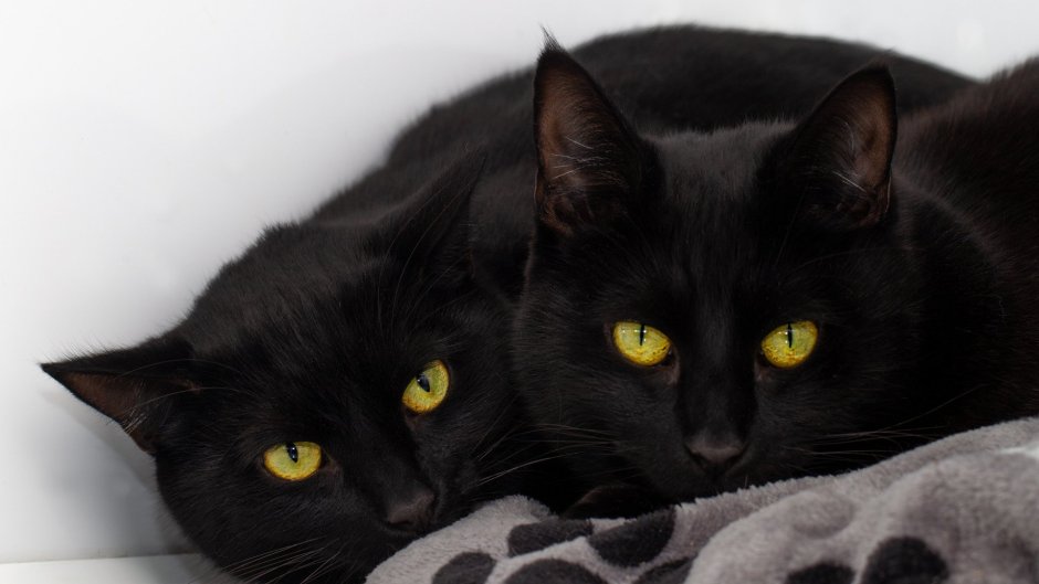 Чёрный котик