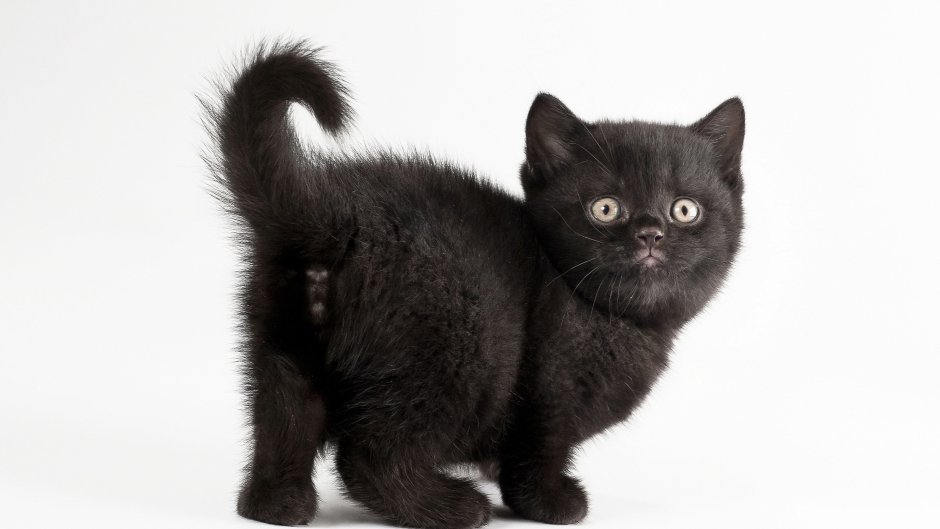 Черная кошка