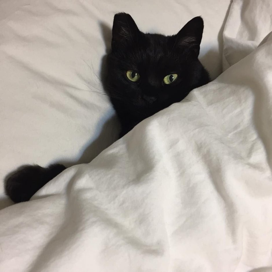 Странные черные коты