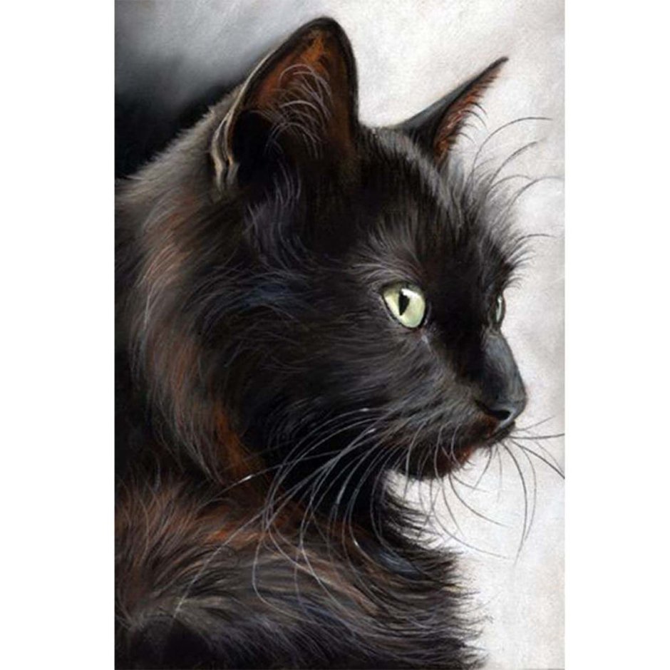 Морда черного кота