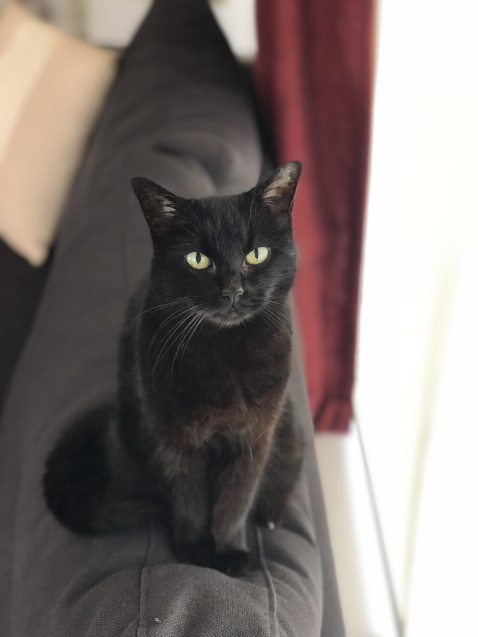 Бритая черная кошка