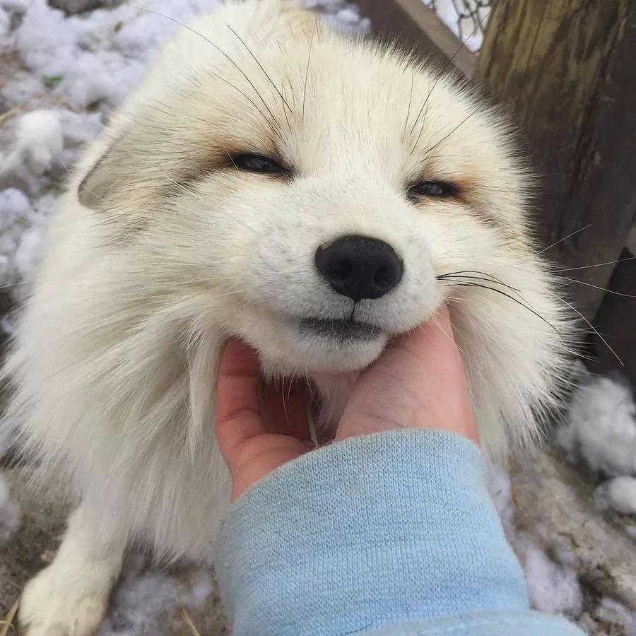 Песец милый