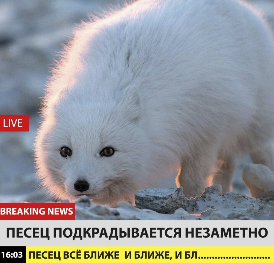 Песец Полярная лиса