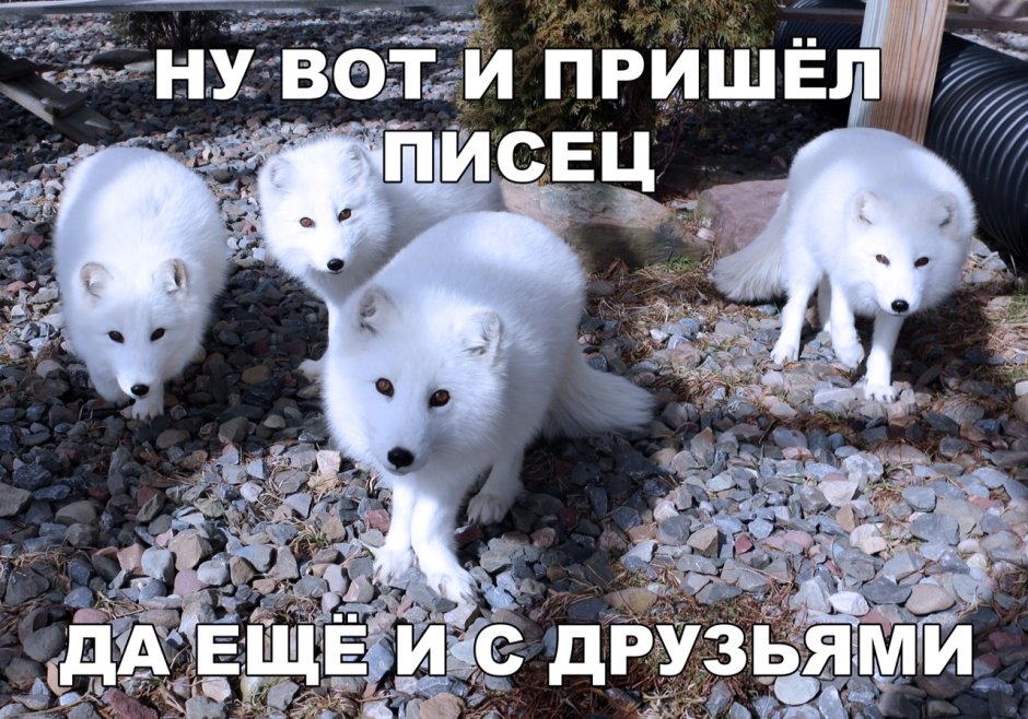 Спящий песец