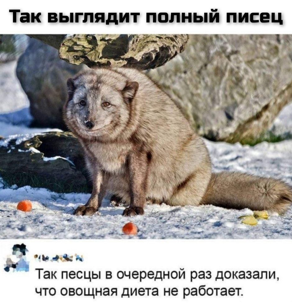 Белая лиса домашняя