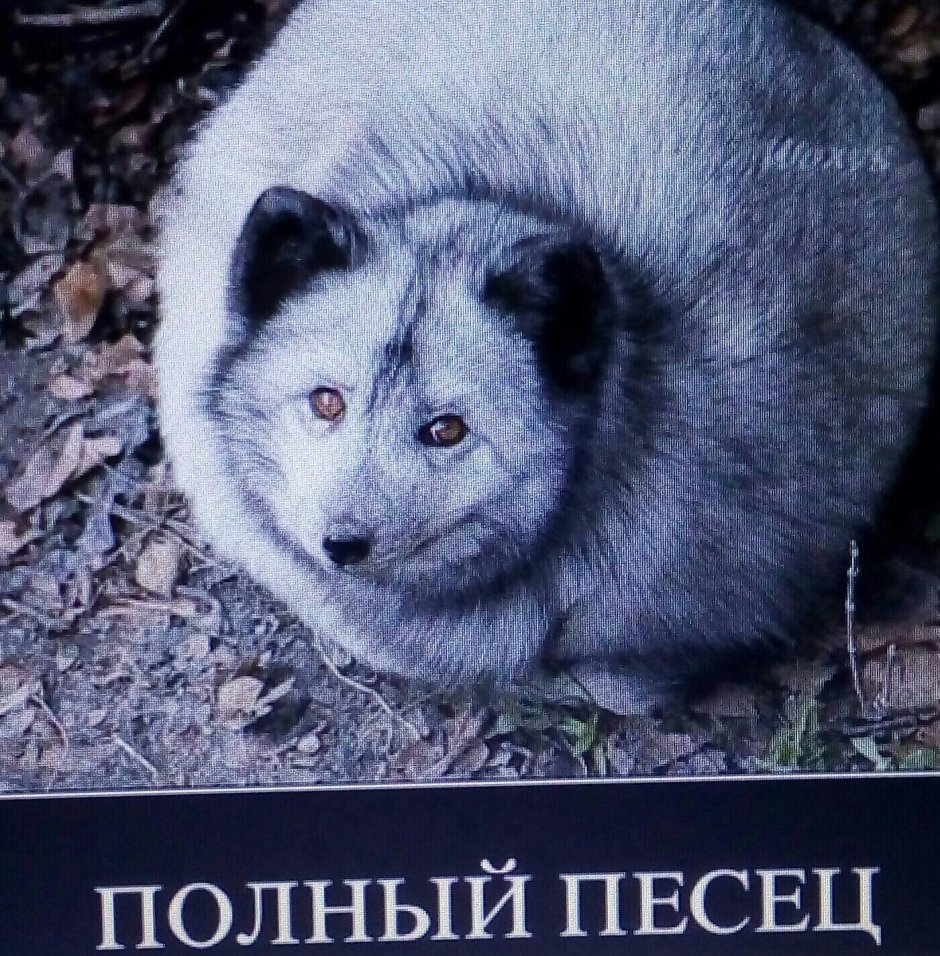 Песец гетерохромия