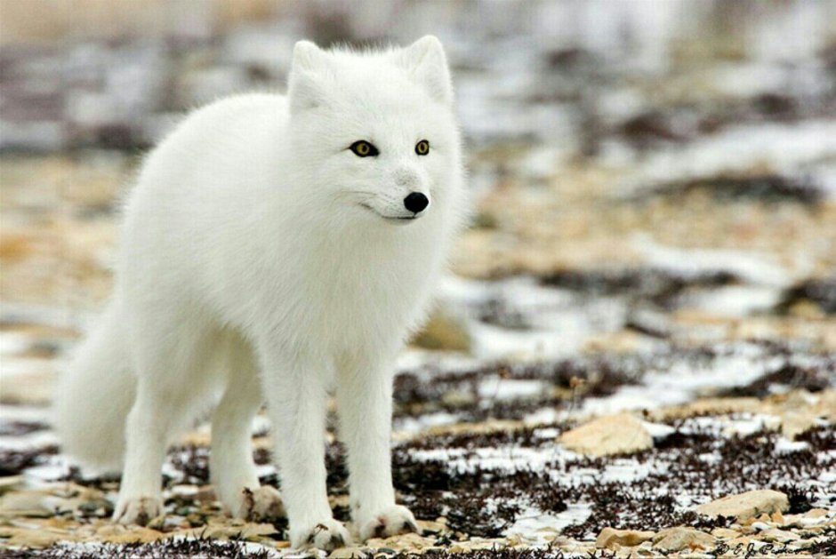 Арктический песец