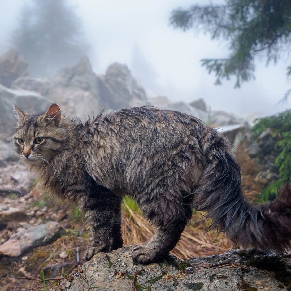 Китайская Гобийская кошка