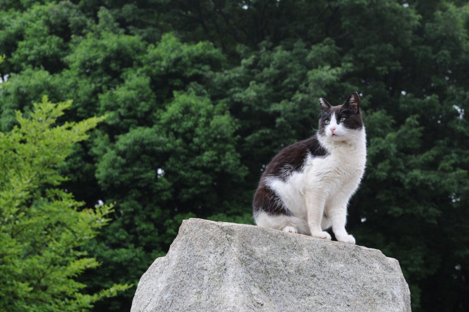 Кота Скай