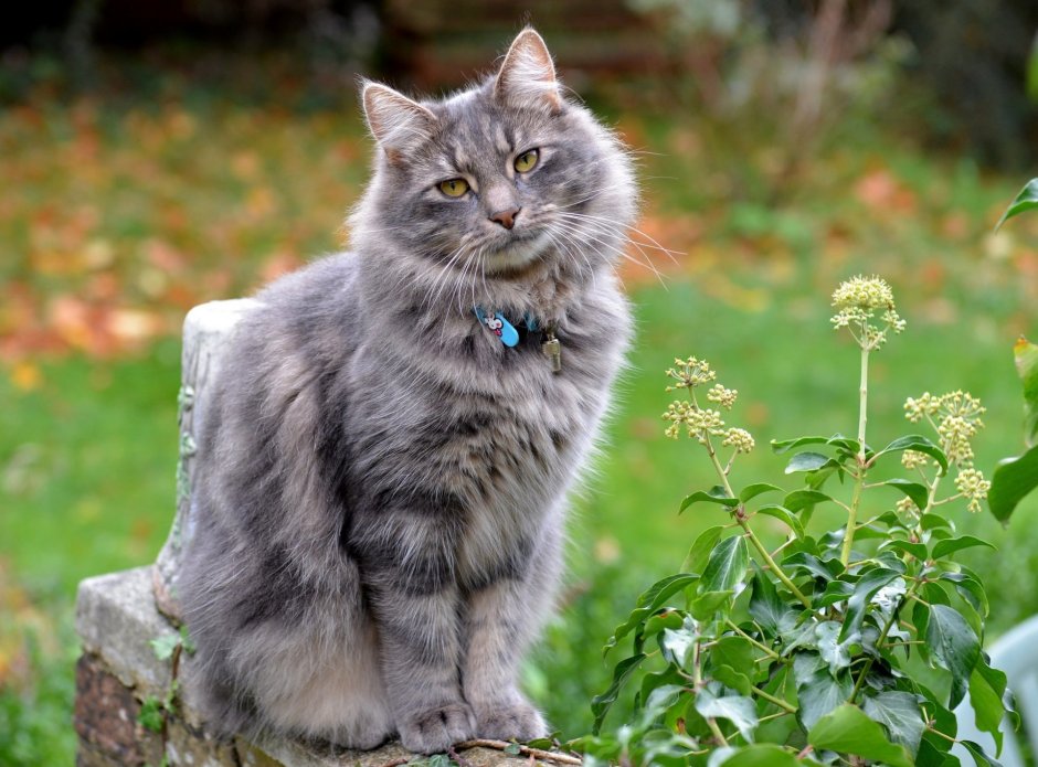 Норвежская Лесная кошка дымчатая
