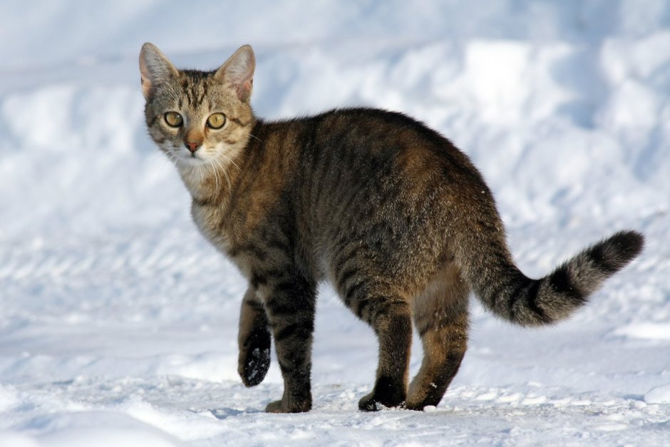 Кошка (Felis Silvestris catus)