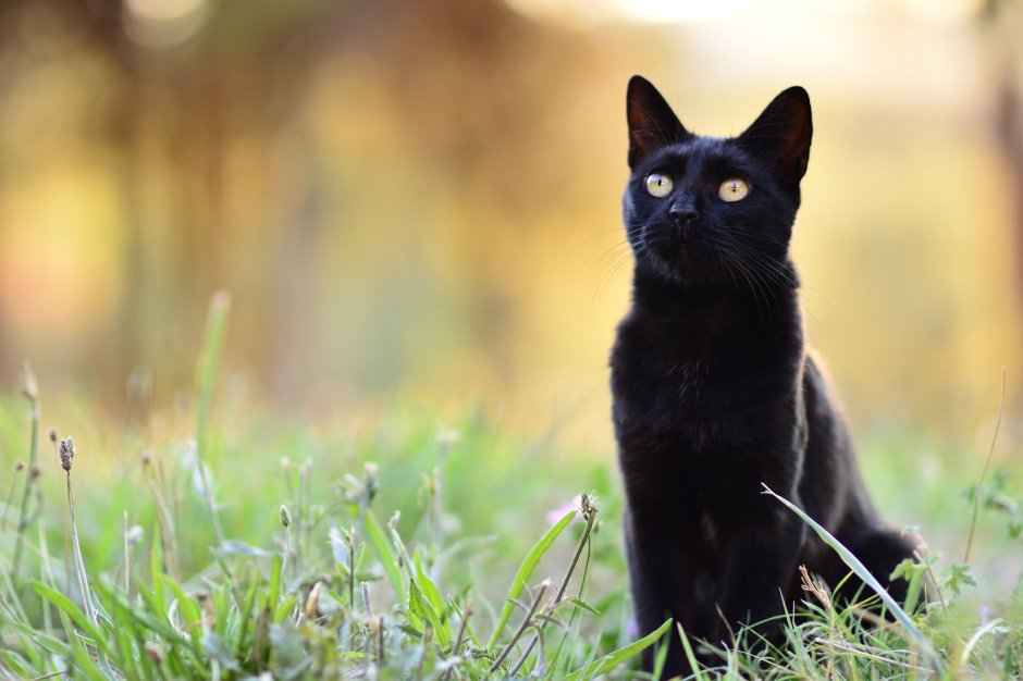 Черная кошка