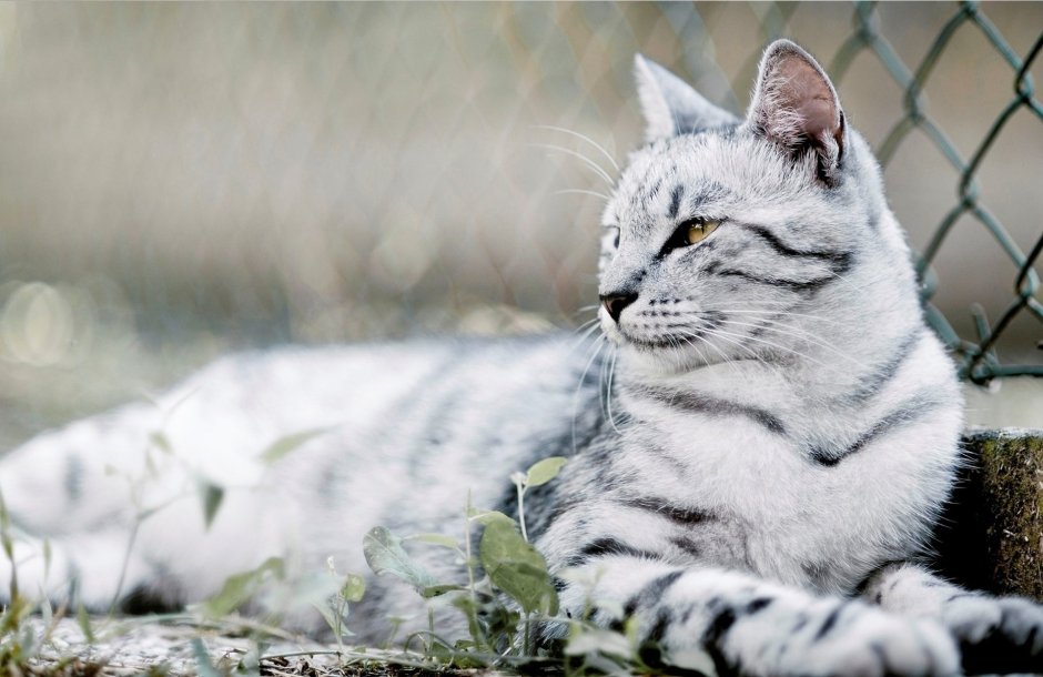Серая полосатая кошка