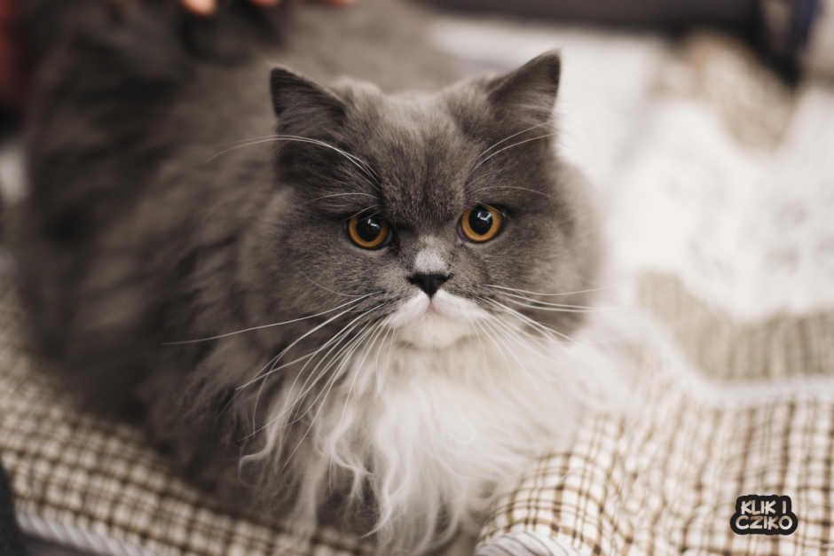 Персидский кот серый