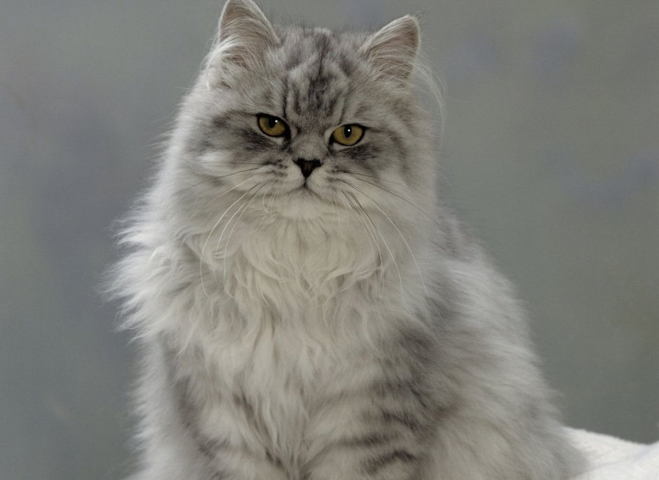 Сибирская кошка палевая