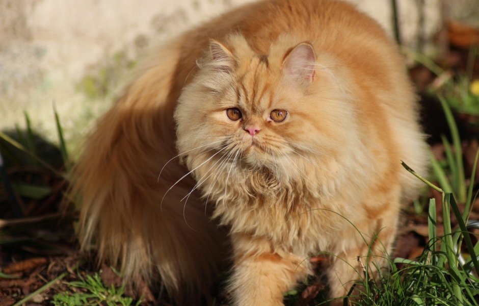 Персидская длинношерстная кошка