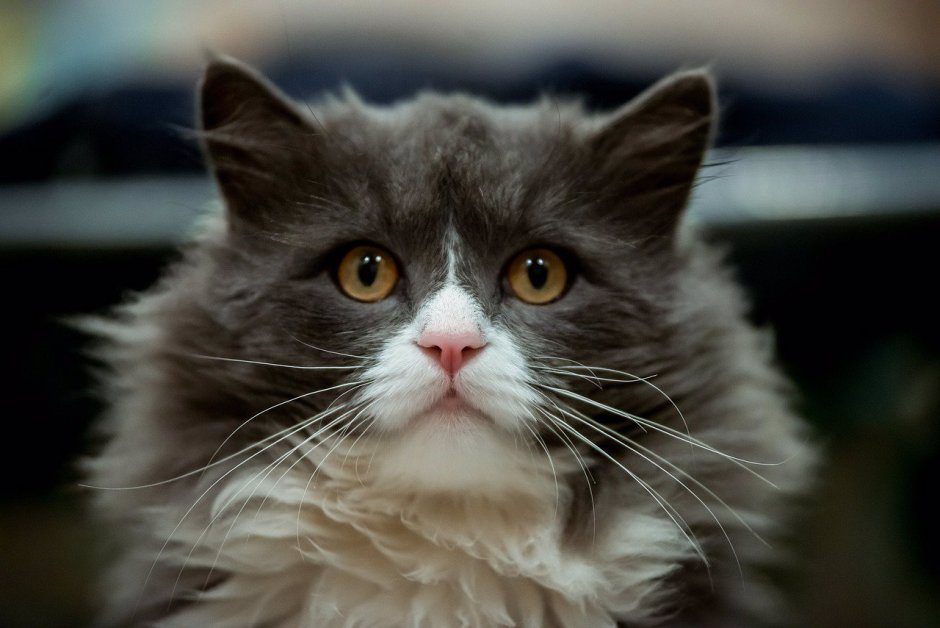 Рыжие котята на рабочий стол