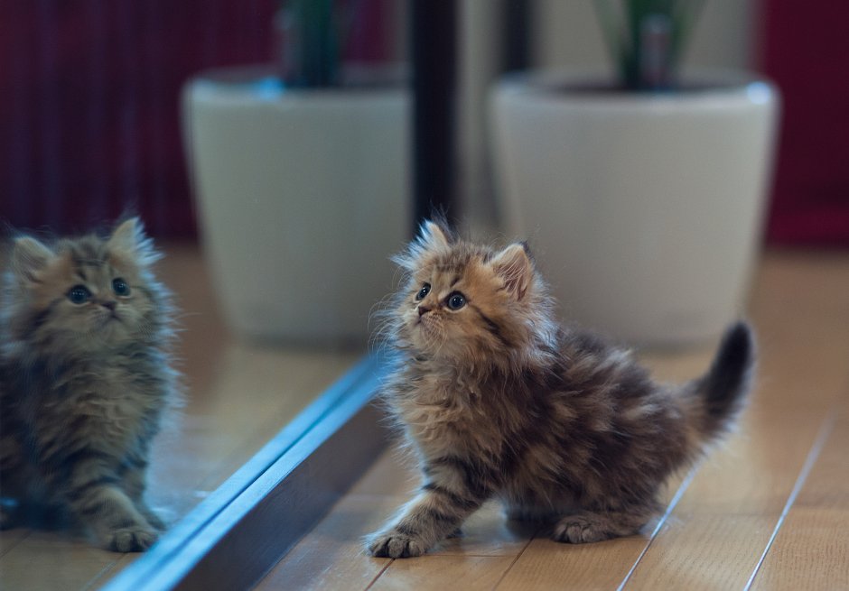 Сибирский кот серый
