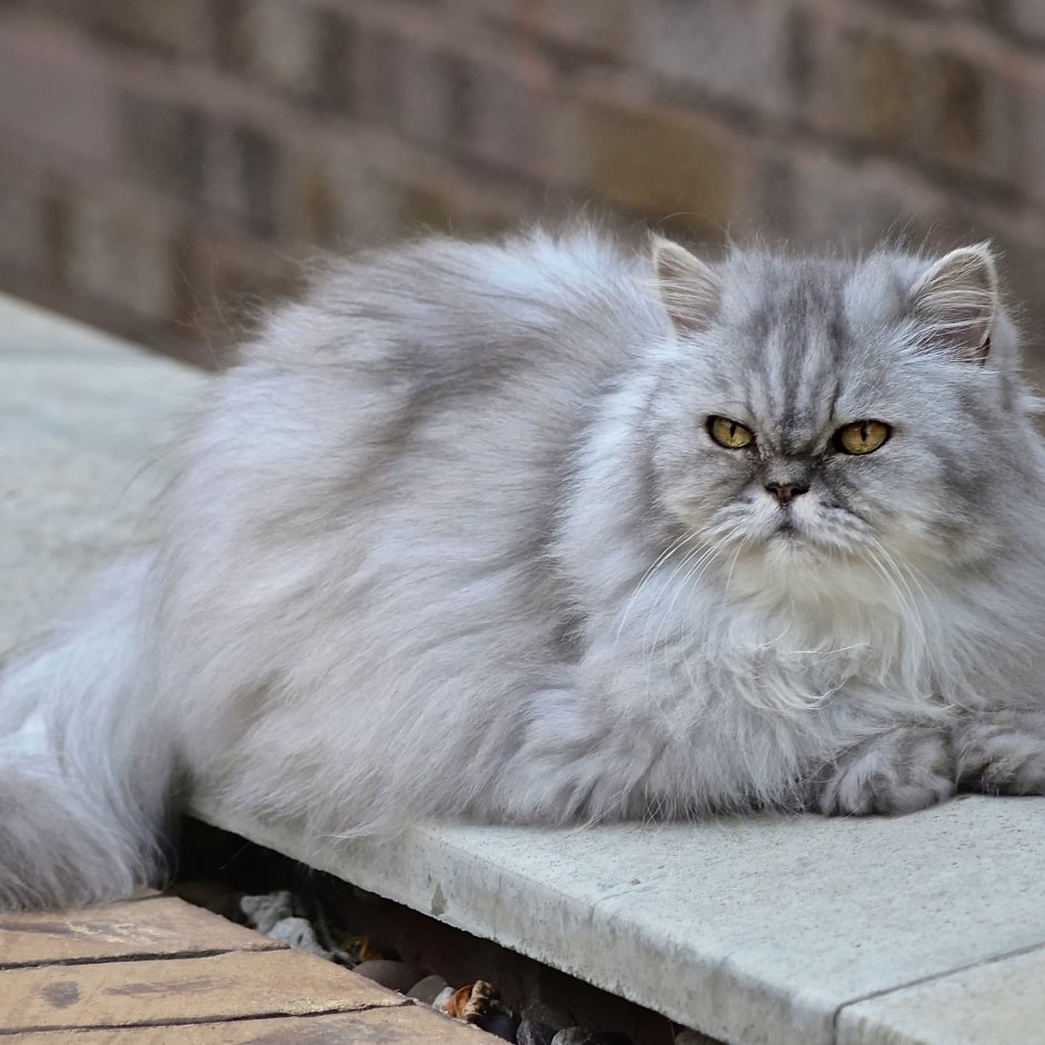 Шиншилла кошка