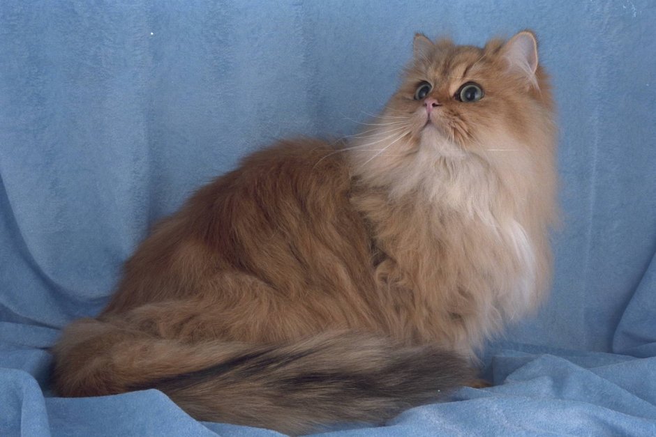 Чёрный кот