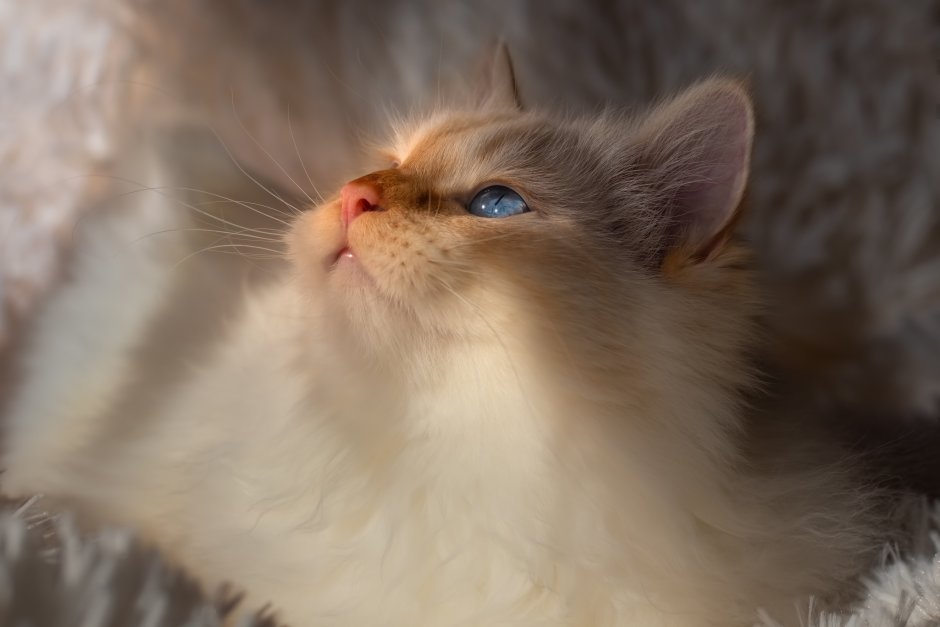 Рыжий пушистый котенок