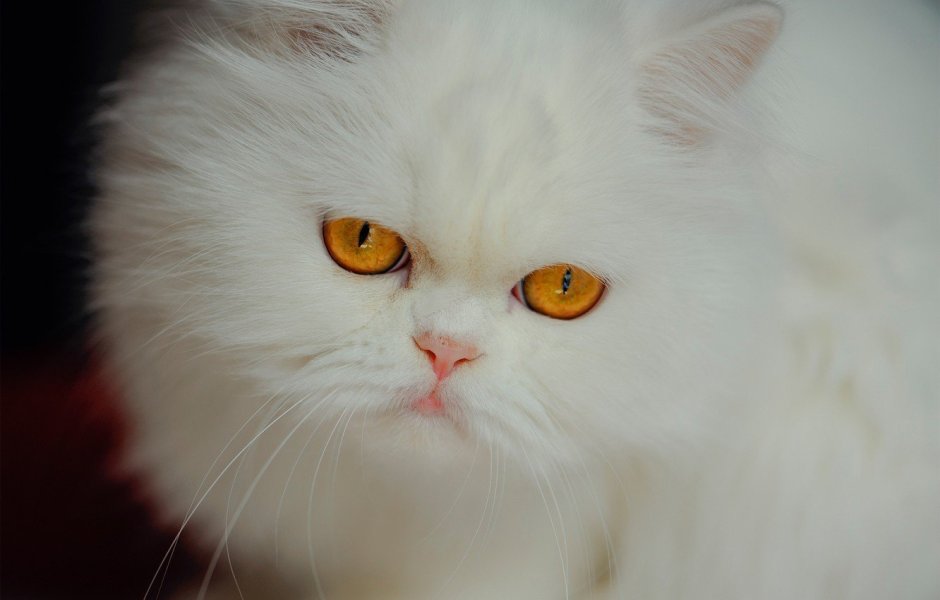 Персидская кошка
