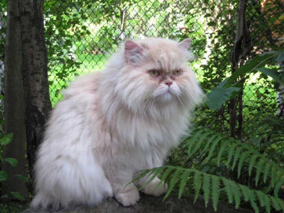Персидская кошка