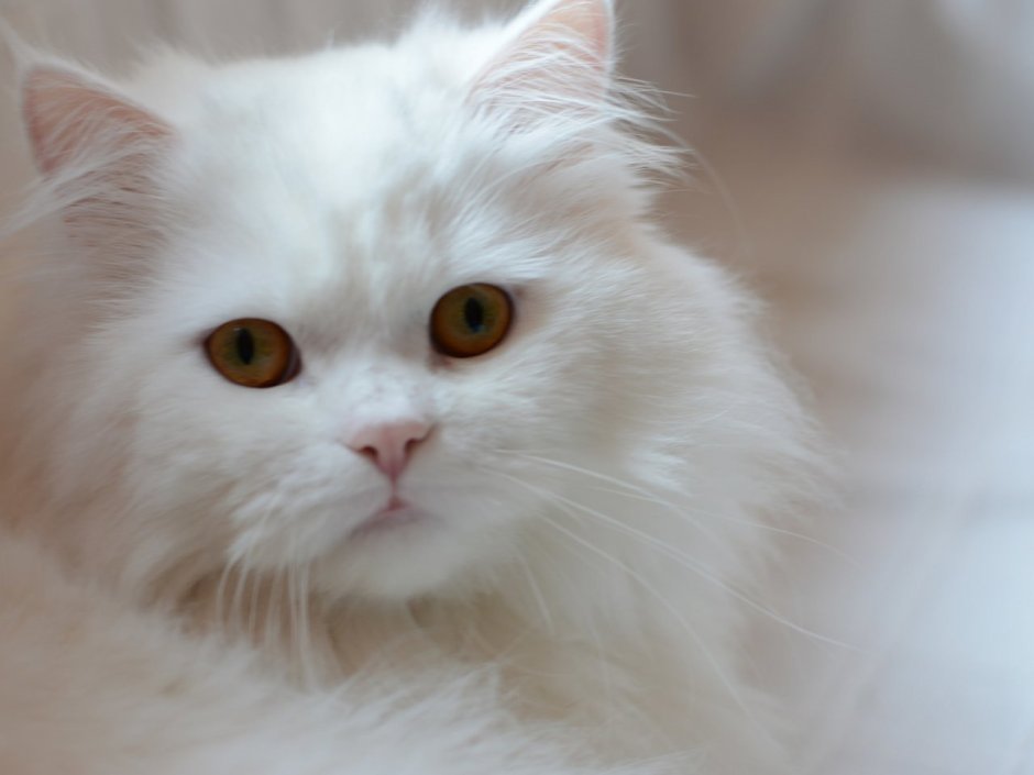 Усатый кот