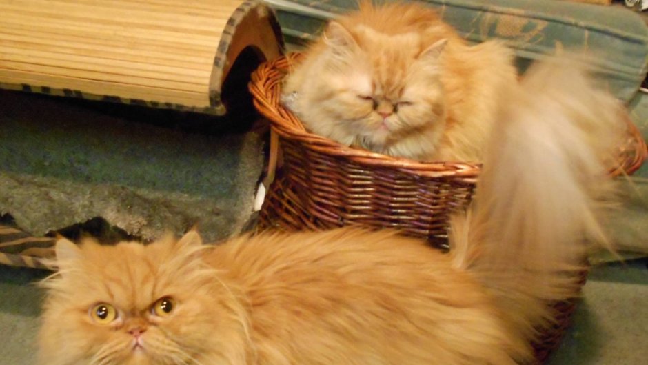 Персидский кот альбинос