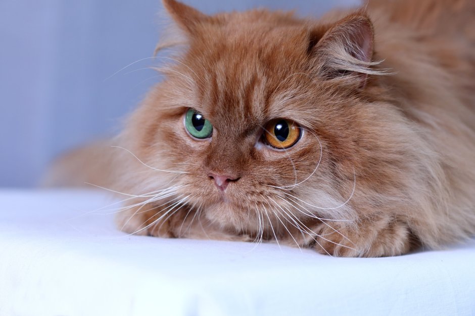 Рыжий длинношерстный кот