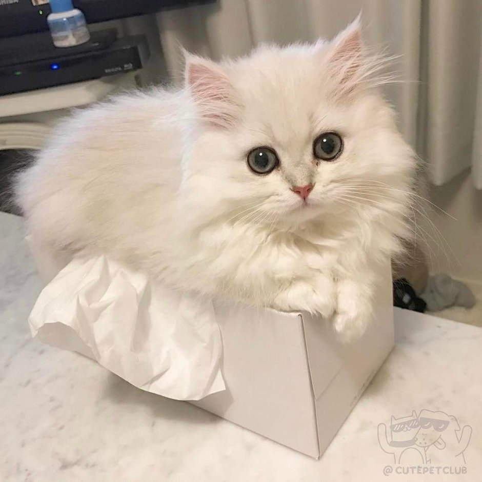 Невская гималайская Сиамская кошка
