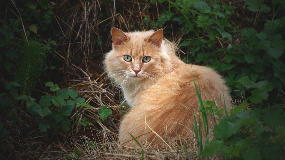 Сибирская кошка рыжая короткошерстная