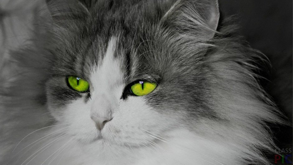 Мейн кун серая кошка