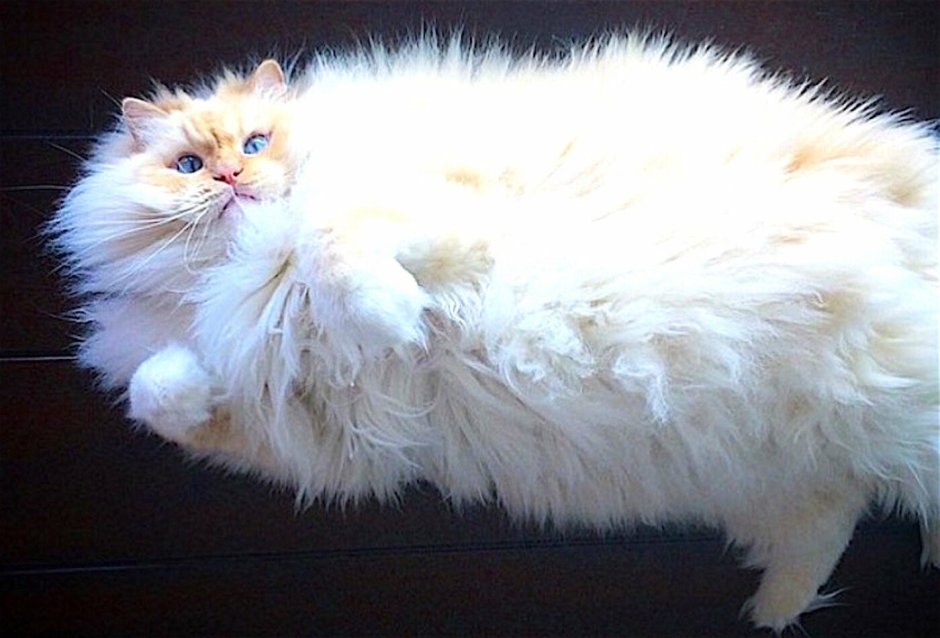 Полуперсидский кот рыжий