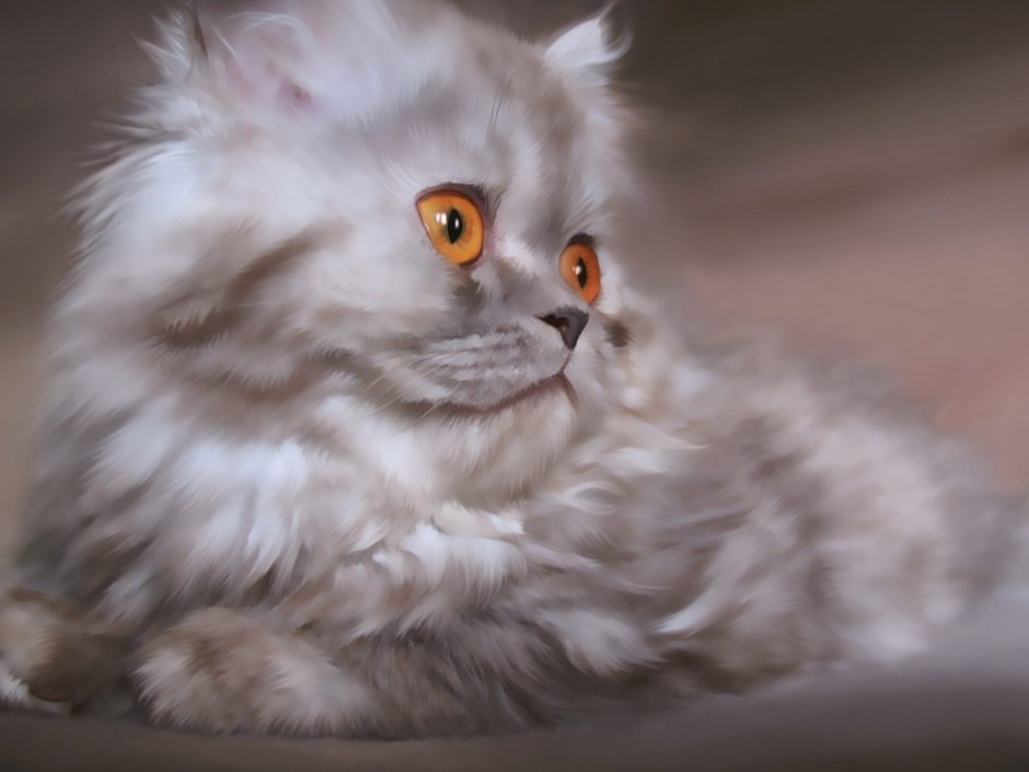 Сибирская кошка персикового окраса