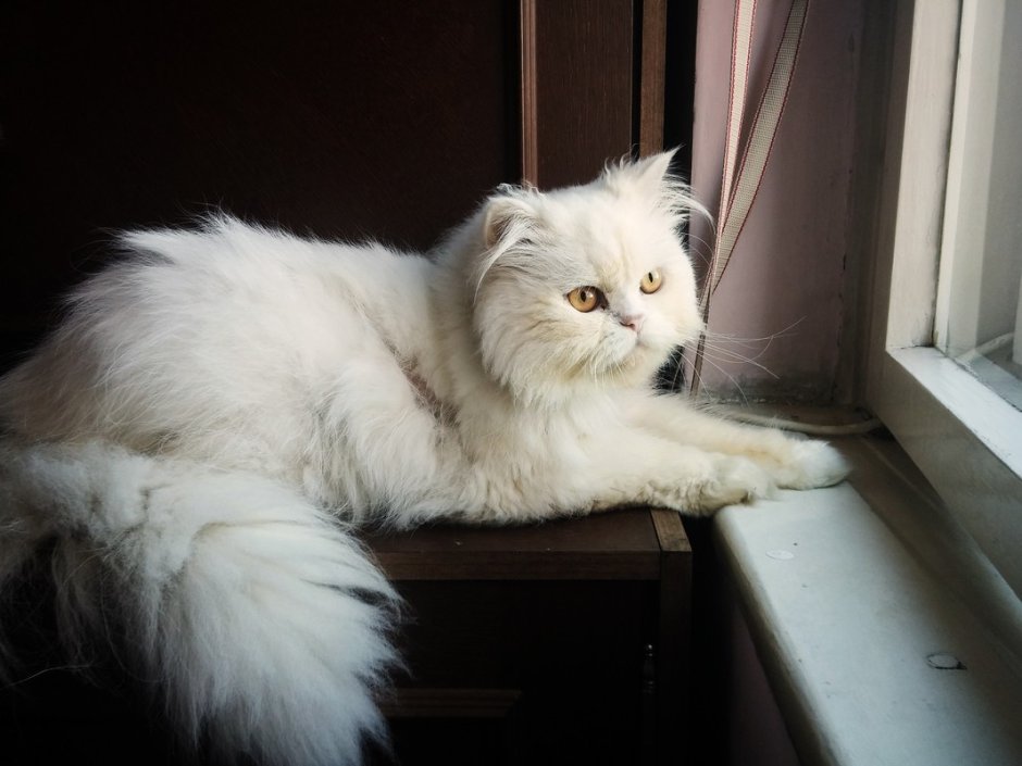 Рыжий пушистый котенок