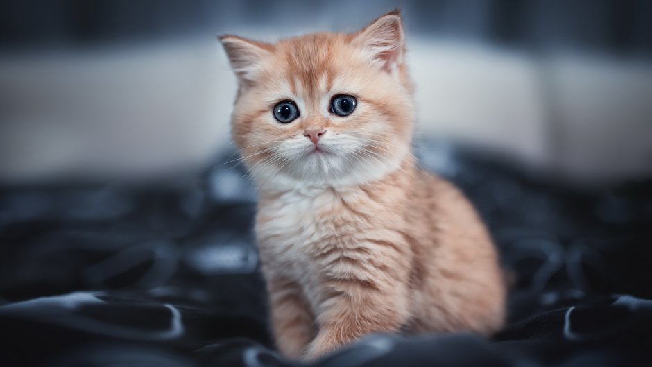 Сибирская кошка рыжая длинношерстная