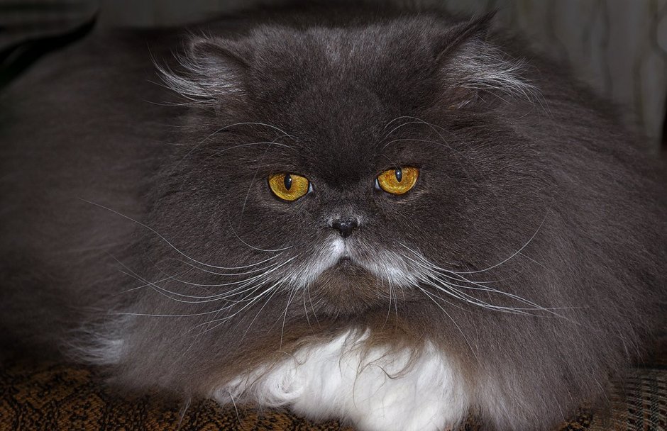 Apofiss художник