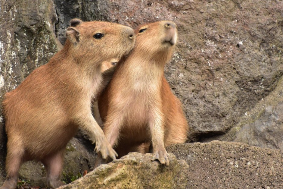 2 Капибары
