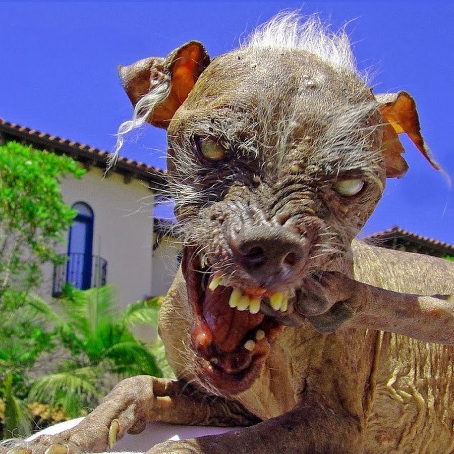 Шишколобый Гнидодав