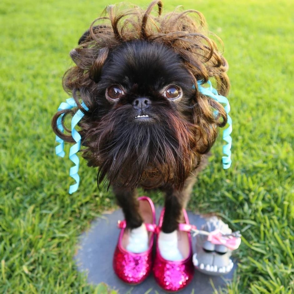 Бельгийский гриффон собака кальмар