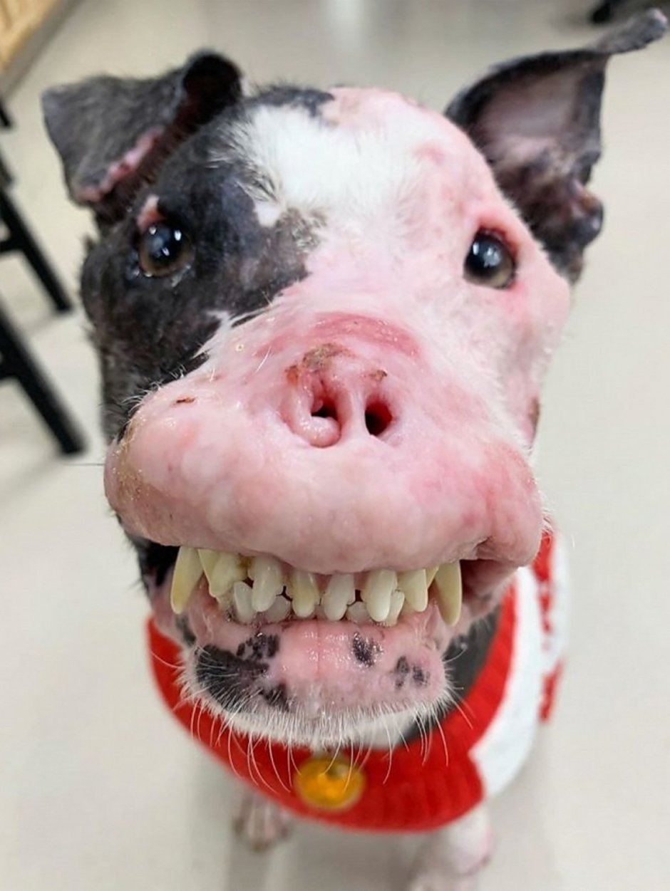 Голландская овчарка Квазимодо