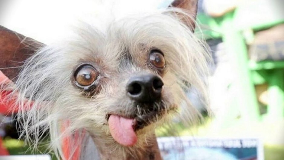 Китайская хохлатая Сэм