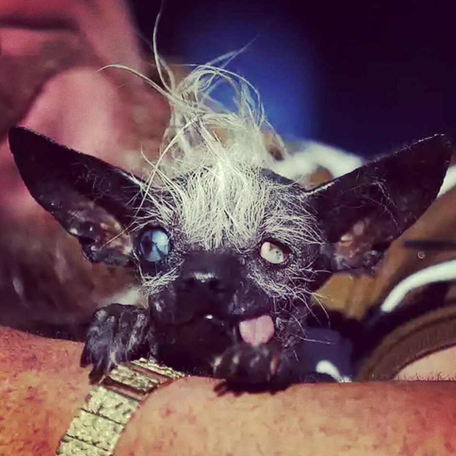 Страшные маленькие собачки