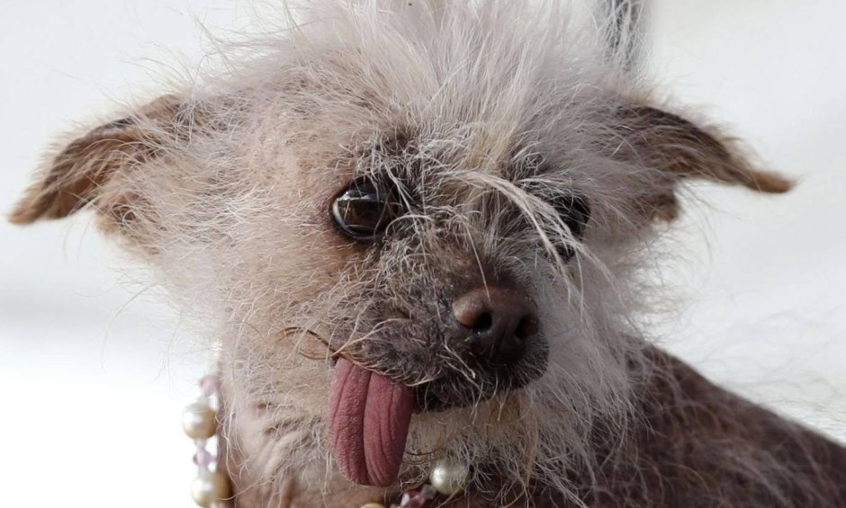 Чивини Туна