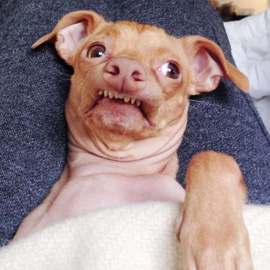 Китайская хохлатая уродливая