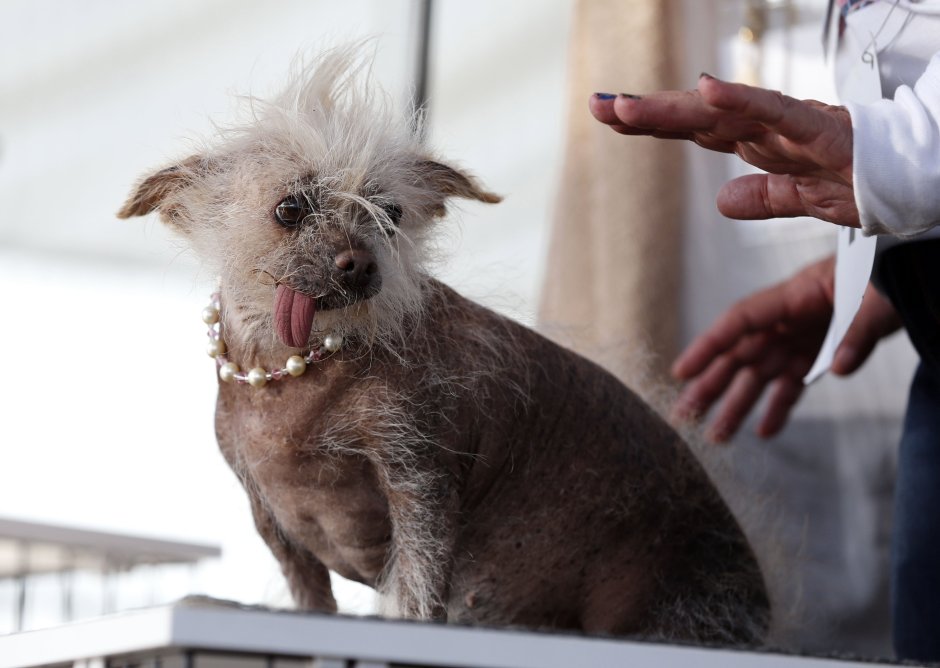Голландская овчарка Квазимодо