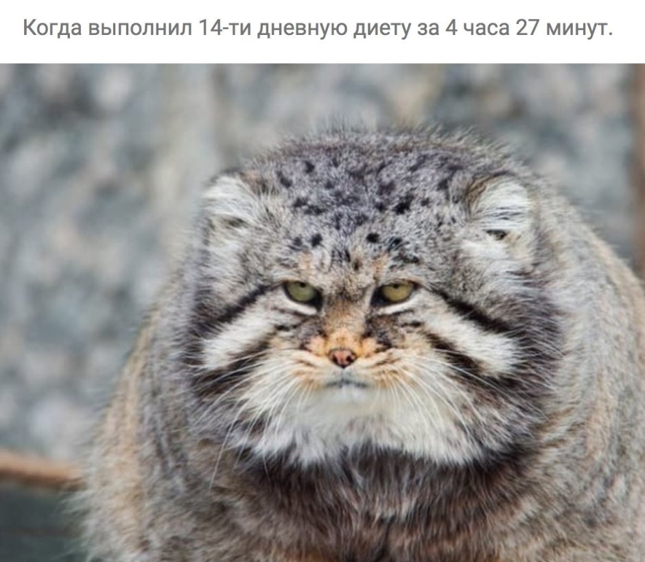 Кот Манул злой